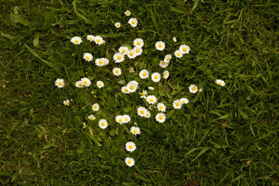 White flowers blooming in grassy field