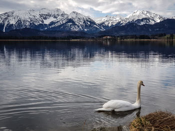 Swans on a lake