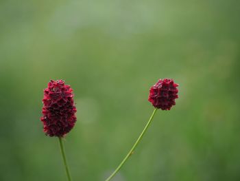 Close-up of red flowering plant