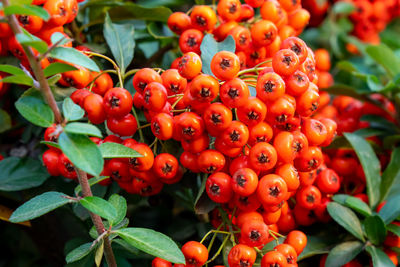Close-up of red berries growing on plant