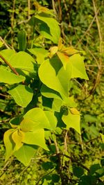 Close-up of leaves