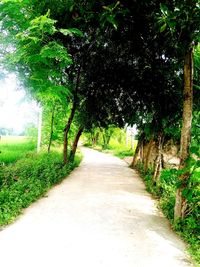 Empty road along trees in park