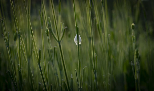 Close-up of wet grass on field