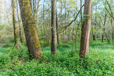 Trees in forest