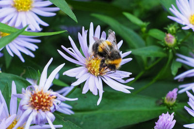 Close-up of bee pollinating on flower