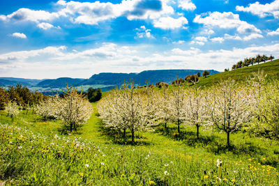 Scenic view of field against sky