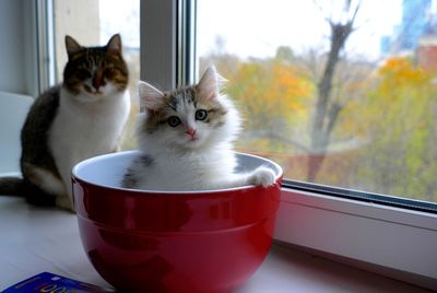 Portrait of kitten sitting in cup at window 