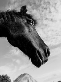 Close-up of a horse