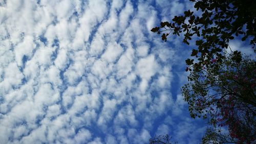 Low angle view of tree against cloudy sky