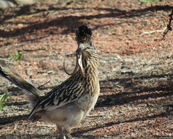 Close-up of a bird perching on a field