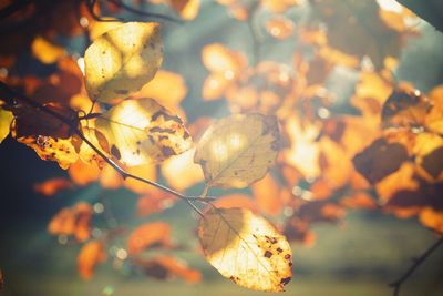 Close-up of autumn leaves on tree