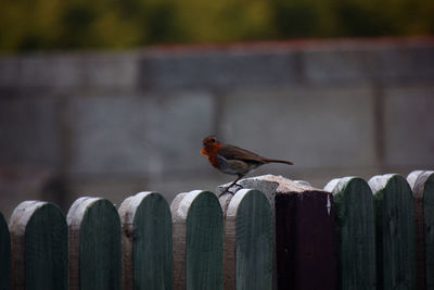 Close-up of bird perching on wooden post