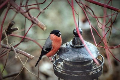 Close-up of bird perching on branch