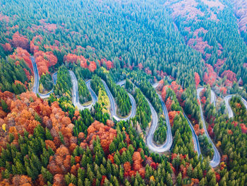 High angle view of plants and trees in forest