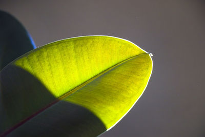 Green ficus leave, sunlight and shadows, room plant and houseplant