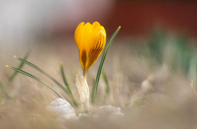 Close-up of yellow crocus flower on field