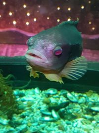 Close-up of fish swimming in aquarium