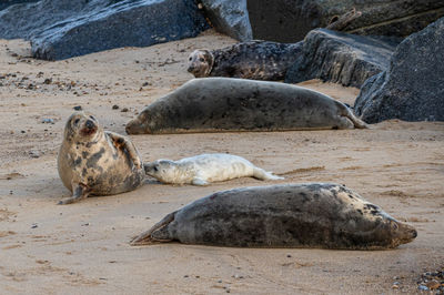 Newborn grey seal pup, halichoerus grypus, suckling milk from mother seal, horsey, norfolk, uk