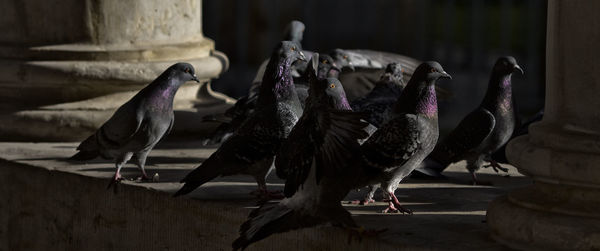 Close-up of birds perching