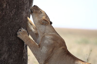 Lioness scratching on tree trunk