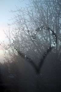 View of bare trees in foggy weather