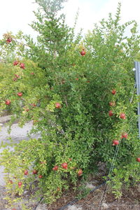 Red berries growing on tree