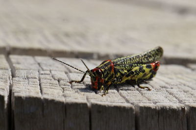 Close-up of grasshopper on wood