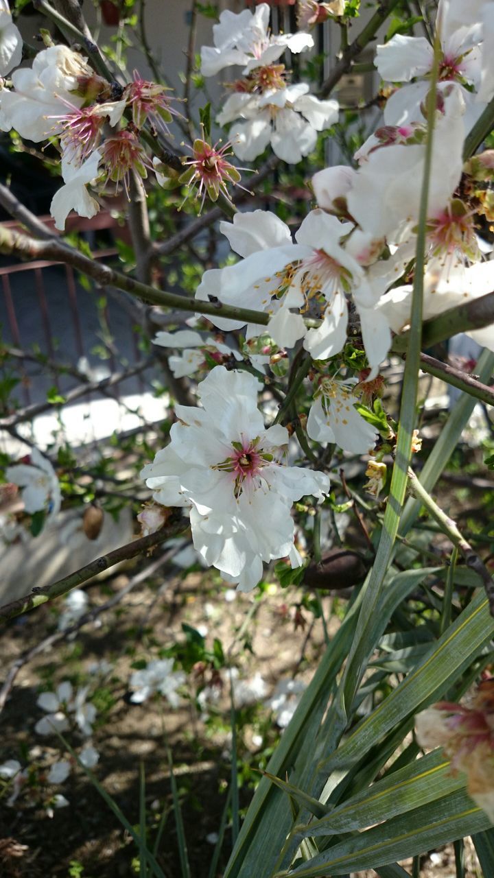 flower, freshness, growth, fragility, white color, petal, beauty in nature, nature, blooming, leaf, plant, flower head, blossom, in bloom, close-up, focus on foreground, stem, day, springtime, branch