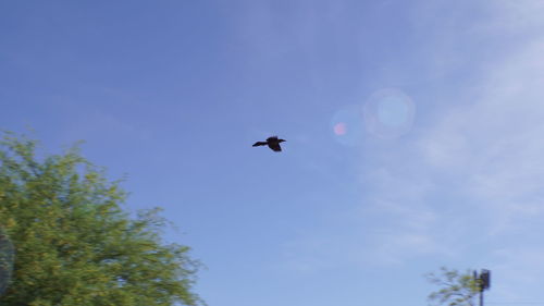 Low angle view of bird flying in sky