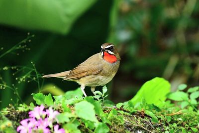 Close-up of bird perching on plant