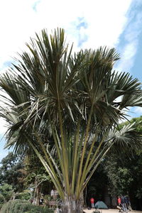 Low angle view of palm trees against sky