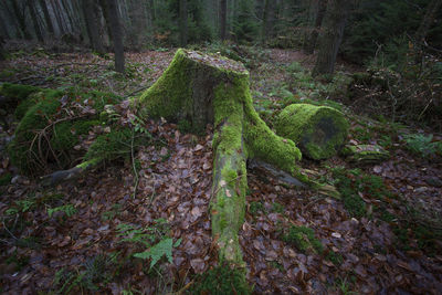 Plants growing on tree trunks in forest