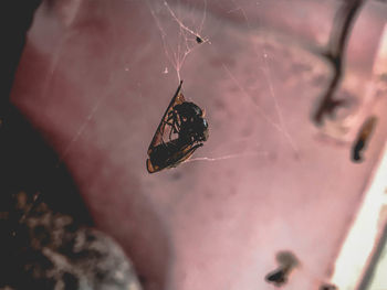 Close-up of spider on web