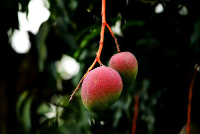 Close-up of mango hanging on plant