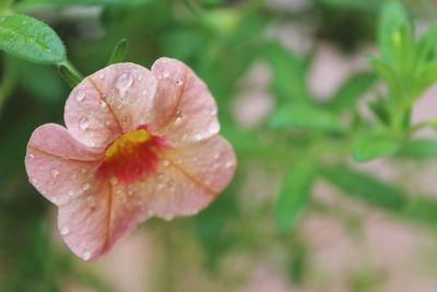 Close-up of wet flower blooming outdoors