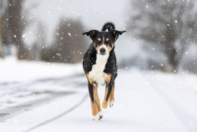 Dogs running on snow covered field