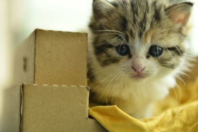 Close-up portrait of cat