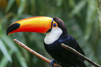 Close-up of bird perching on branch