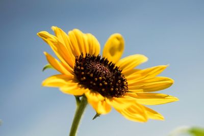 Close-up of sunflower