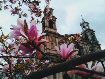 Low angle view of pink flower tree against sky