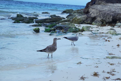 Bird perching on rock in sea