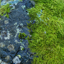 High angle view of moss growing on rock