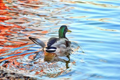 High angle view of duck swimming in lake