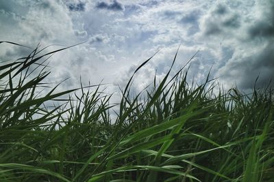 Grass growing on field