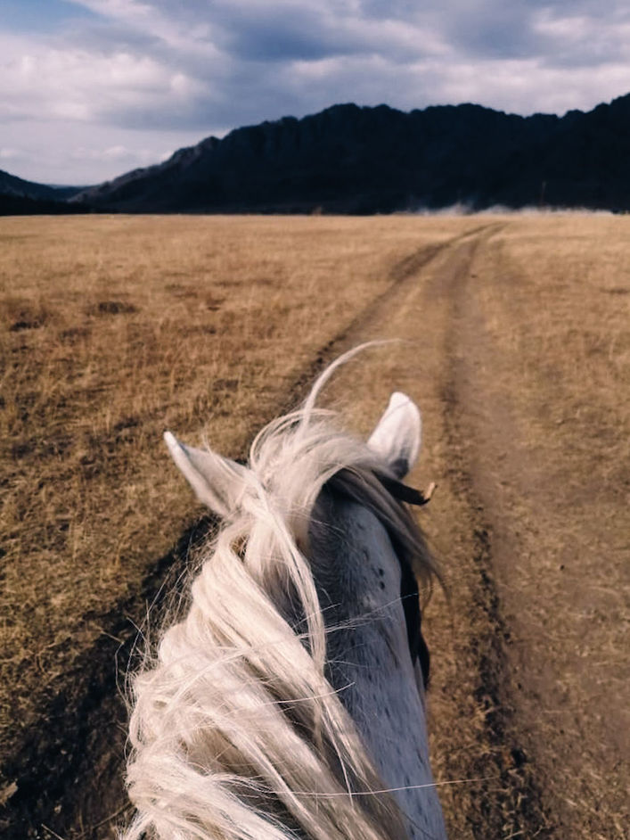 mammal, animal themes, one animal, animal, domestic, domestic animals, pets, livestock, sky, animal wildlife, vertebrate, land, horse, field, cloud - sky, landscape, environment, nature, animal body part, no people, animal head, herbivorous, outdoors