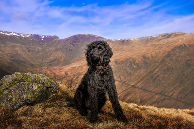 Black labradoodle in the lake district, uk