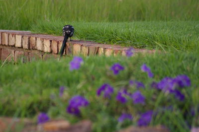 View of flowers in field