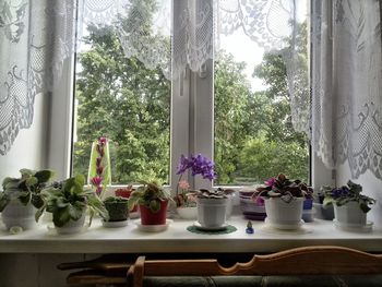 Potted plants on window sill