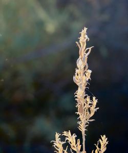 Close-up of frozen plant
