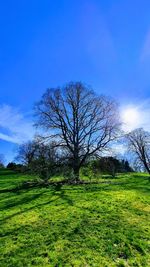 Bare tree on field against blue sky